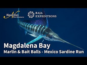 Mexico Sardine Run Magdalena Bay