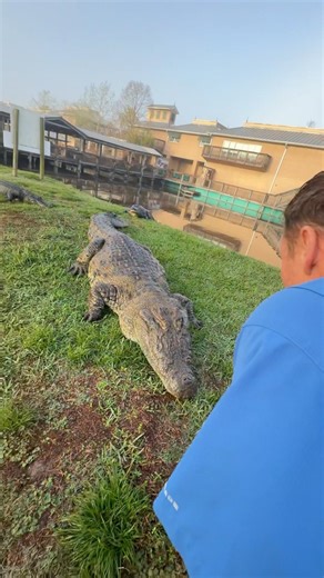 Lyle the Nile Crocodile! #youtubeshorts #crocodile #nilecrocodile