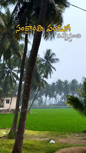 198K views · 20K reactions | సొంత ఊరు - పల్లెటూరు ❤️ #home #konaseema #village #sankranti #explore #sankranthi #amalapuram #hometown #shotoniphone #reels #foryou #inshotography #konaseemaclicks #reelitfeelit #pongal #village #nature #andhrapradesh | Konaseema Videos | Facebook