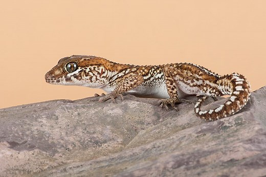 Madagascar Ground Gecko Care Sheet | Reptiles' Cove