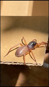 590K views · 4.4K reactions | Araña lobo y violinista  #Scabies #worm #spider #bite #animals #nature #fyp #reels | AbiMalz | Facebook