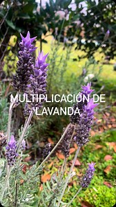 335K views · 10K reactions |  ¿Sabías que podés multiplicar lavanda...