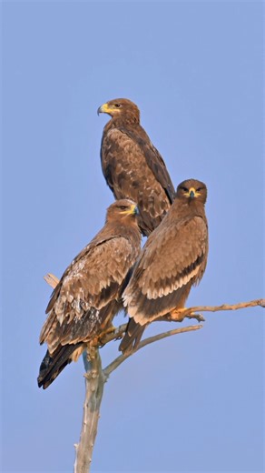 Majestic Steppe Eagles roosting in 4K hdr | 4k Shorts