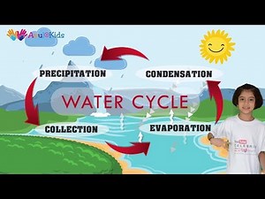 Water cycle | Water cycle for kids|evaporation condensation precipitation collection