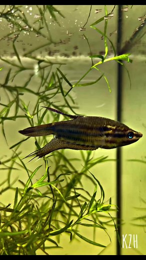 Croaking Gourami: A Unique Aquarium Fish