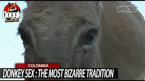 DONKEY SEX : THE MOST BIZARRE TRADITION.. (COLOMBIA) [DOCUMENTARY]