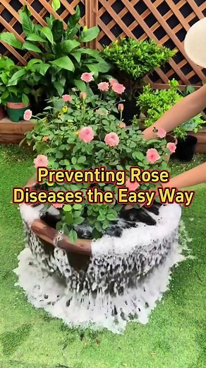 12 reactions | Preventing rose diseases the easy way #plants #garden #gardening #indoorplants #rose | MicroForest | Facebook