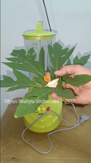 Agar sayuran bebas ulat daunya mulus tidak bolong2