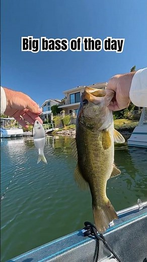 Big Bass of the Day on a Swimbait