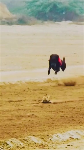 This Dog’s Speed Is Absolutely INSANE! 🐕💨🔥 #dogs #animals #greyhound