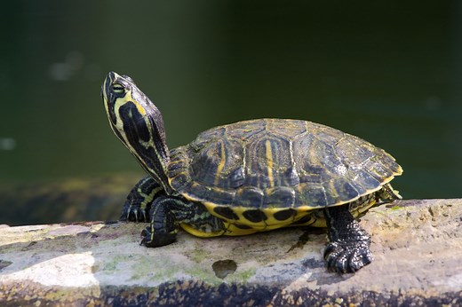 What Fluttering Claws Mean in Red-Eared Sliders