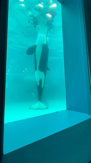 A living #ocean #underwater #oceanlife #fish #foryou #fyp | Robin Tant