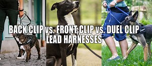 Front Lead or Back Lead Dog Harness? - Julius K9 UK Blog