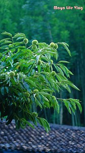 I'm heading to the deep mountains to harvest wild honey, roast sweet dumplings, and enjoy a cup of honey lemon tea | Maya Life Vlog