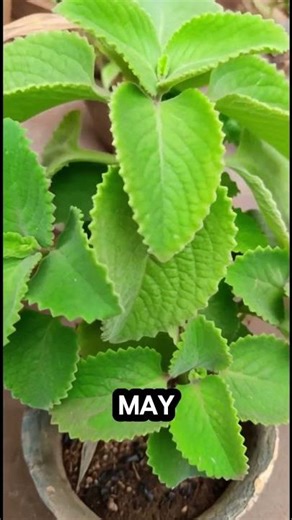 “Oregano: The Powerful Herb That Heals Your Body! 🌿💪”