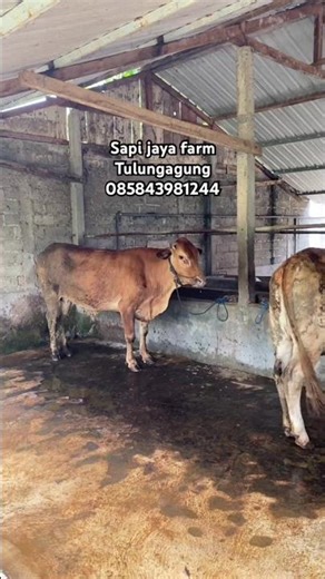 Fat fat cow #jayafarmcow #cow #youtubeshorts #shorts #tulungagung