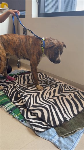 🚨 RSPCA South Australia is appealing for public help to identify the person or persons who abandoned two dogs at Humbug Scrub north of Adelaide. Two dogs were found tethered to a tree with no food or water in remote scrubland at Humbug Scrub, north of Adelaide. Tragically, one was already deceased. The other, a young brindle Mastiff cross, is now receiving ongoing care and pain management from RSPCA SA. 📅 Discovered: Thursday 31 July 📍 Location: Humbug Scrub - Remote area, not accessible by r