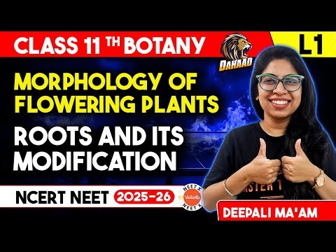 Roots and its modification | Morphology of Flowering Plants Class 11 Chapter 5 Biology NEET