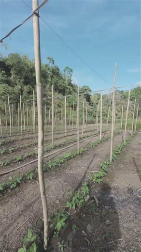 Sitaw Farm / How To Start A Small Farm Business