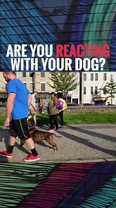 Pack Leader Dog Psychology & Behavior on Reels