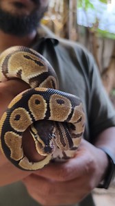 Grace in every move ✨ #python #snakelovers #exóticpets #petreels #reptilelove #petcommunity #instapets #chennaipets #animallovers #reptileworld #petsoﬁnstagram #exoticpetlife | VenMeez Cattery & Pets | Facebook