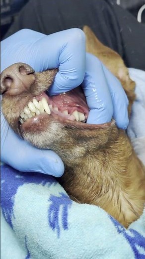 🦷✨ From tartar to terrific! 😍