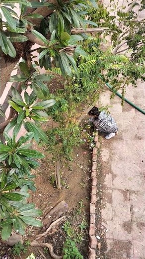 Inko Flower Chahiye 😍🥰😘#cute #masti #trending #shorts