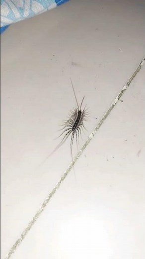 HOUSE CENTIPEDE is running very fast, because its a thousand legs🏘️🏘️🏘️🏠🏠🏠🏡🏡🏡