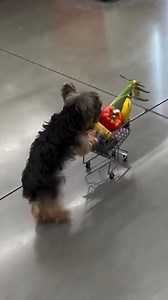 2.9M views · 103K reactions | When you have a lazy dog  | Anwar Jibawi | Facebook