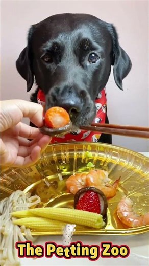 puppy eating food ASMR #dogeatingfood #dogeating #dogfood #dogeatingvideo #dog