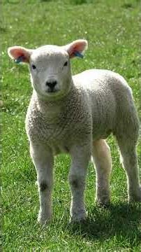 Passover Points to Jesus #jesus #scriptureexplained