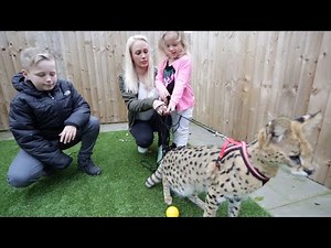 Family Live With African Wild Cat