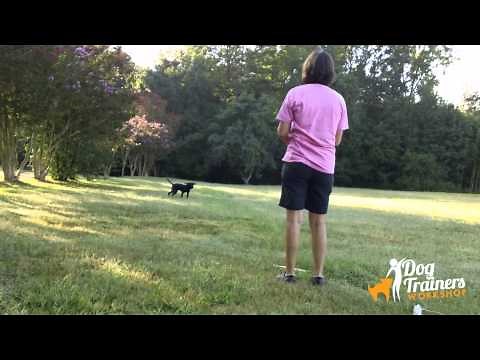 Pile Work: Dog Training with Connie Cleveland