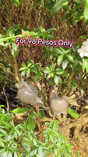 Marcotting Plastic Balls