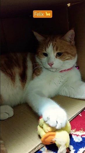 オレンジ猫くん、ひよこおもちゃに夢中。かわいすぎる…🐱🐈🐾#猫 #ねこ #にゃんこ #猫好き #猫動画 #癒し #かわいい#cat #catlover #catvideo #orange_cat