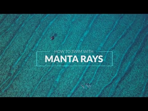 How To Swim With Manta Rays