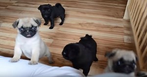 These Adorable Pug Puppies Are So Cute They Will Make You Mad