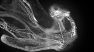 Particles, Waves, Smoke. Free Stock Video