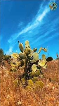 Drought defying: Amazing plants that defy the desert🌵