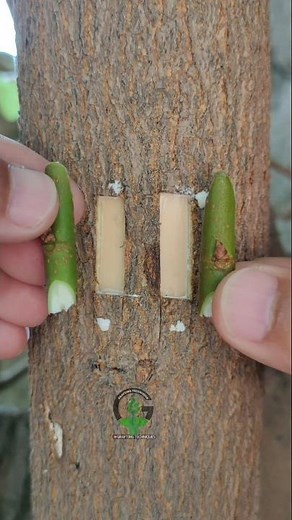 New grafting technique #budding #gardening