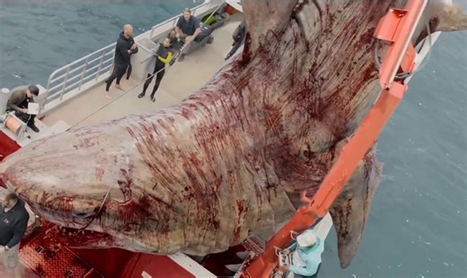 A deep sea mission turns into a fight for survival when a very huge prehistoric shark, Megalodon rises from the depths of the sea.. You won’t believe what happened next!!!This scene scares the hell outta me‼️🎥 THE MEG
