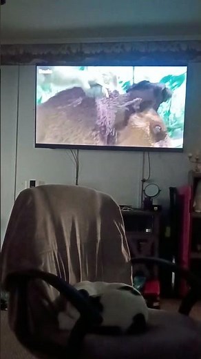 ice age 2 the meltdown (2006)