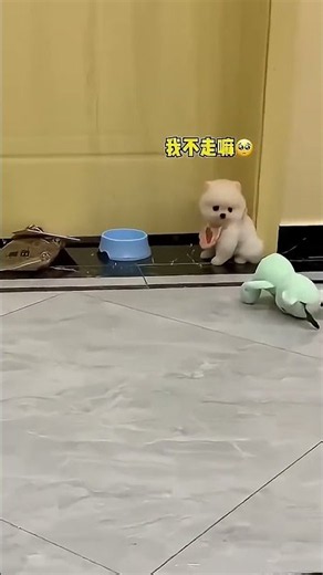 Tiny Teacup Puppy Cuddling, Sweet Little Furball 🐶🧸 #Minidog #adorablepups