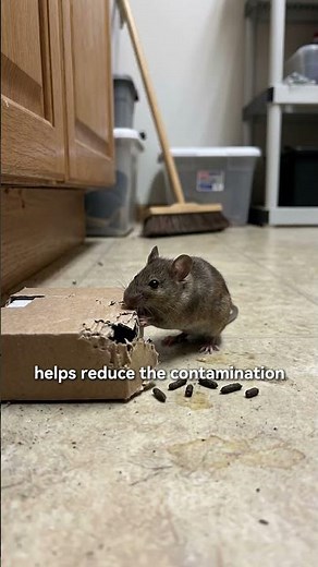 Never sweep rat droppings straight away — here's why! 🐀