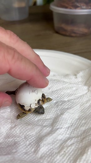 Baby Turtle Diaper 🤔 #turtletok #babyturtle #babytortoise #turtlesoftiktok #tortoisesoftiktok #babypets #gardenstatetortoise #tortoises #hermannstortoise #animalsoftiktok #petsoftiktok #pets #diapers #petdiapers