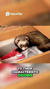 Ferret Odor: Why They Smell & How to Fix It!