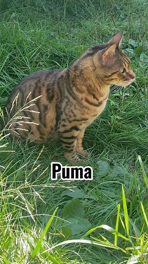 16K views · 824 reactions | Settle down with some ASMR It’s time to kick back and relax to some hybrid ASMR. Make sure to turn up your volume to hear all the wonderful and peaceful sounds. | Wildcat Sanctuary | Facebook