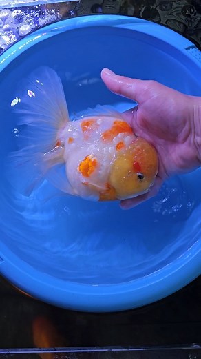 Angel is such a cute fish, love her body structure and shape. Great sakura scales and nicely balanced pattern. #fancygoldfishfanatics #goldfish #fancygoldfish #pond #aquarium #goldfishtank #goldfishunion #starfisheries #goldfishofinstagram #goldfishpond #goldfishlover #goldfishkeeper #oranda #orandagoldfish | Aquatic Elements