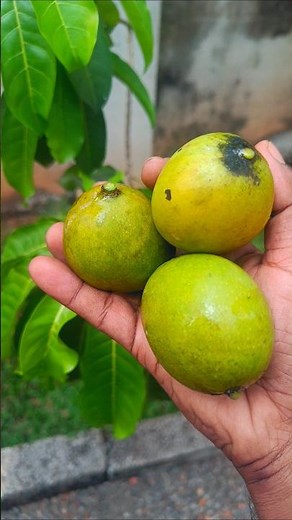 Beautiful & Super Cute Mini Mango Harvest – So Tasty!