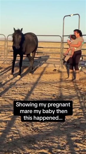 My stallion was completely smitten 😳 It’s funny because when he’s eating, you can’t make him come to you. So it was refreshing to see him do something out of character ❤️ Please follow me #curlyhorse #stallion #horses #horsesoftiktok #fyp